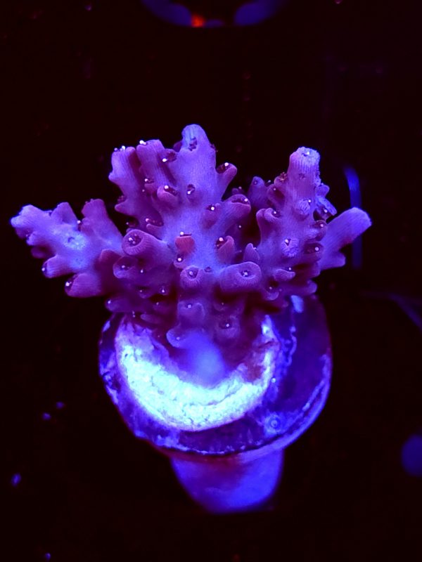 SBB "Gum Drop" Acro Small Chunky