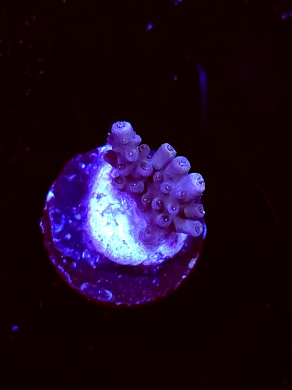 SBB "Gum Drop" Acro Tiny Chunky