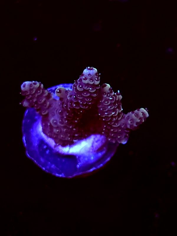 SBB "Snow Cone" Acro Small 2 Branches