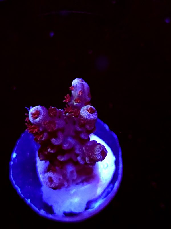 SBB "Brain Burner" Acro small Multibranches