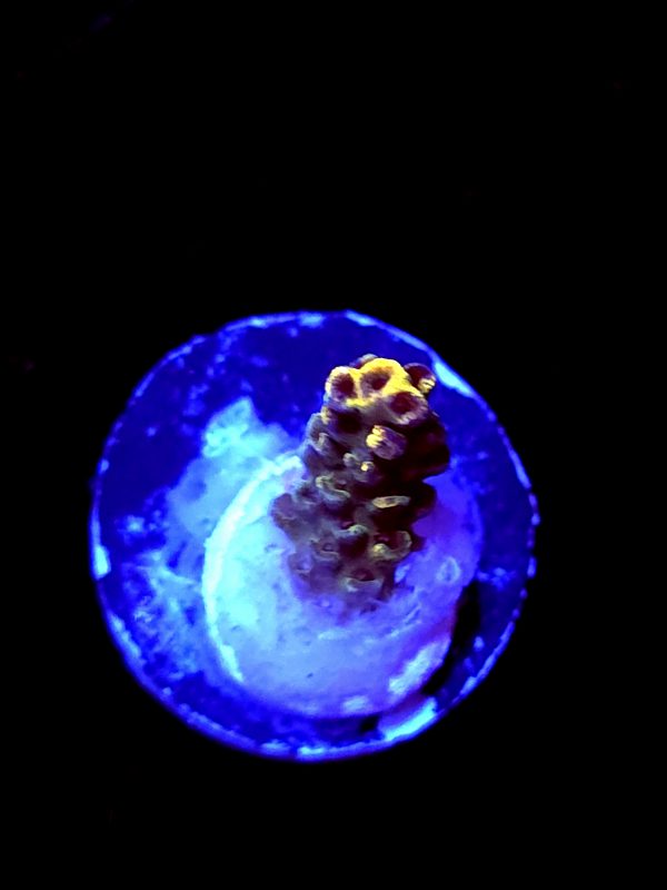 SBB "Bee Hive" Acro Tiny Branch