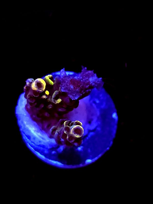SBB "Bee Hive" Acro Tiny 2 Branches