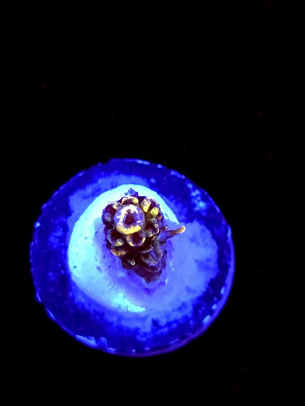 SBB "Bee Hive" Acro Small Branch