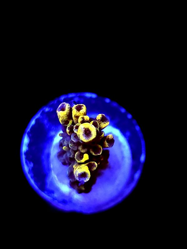 SBB "Bee Hive" Acro Small Branch