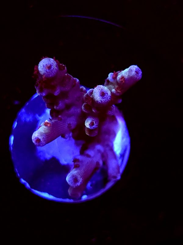 SBB "Brain Burner" Acro Small 3 Branches