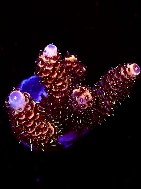 SBB "Lava Lynx" Acro Large Multibranches