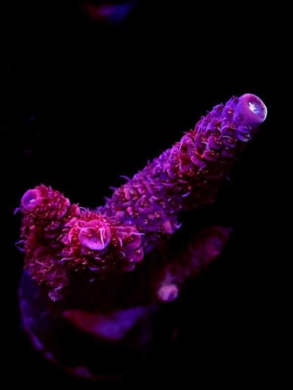 SBB "Flame Knight" Acro Large Multibranches
