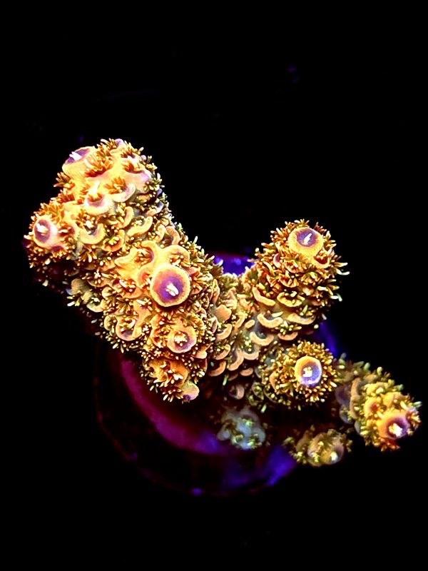SBB "Blazing Tiger" Acro Medium 3 Branches
