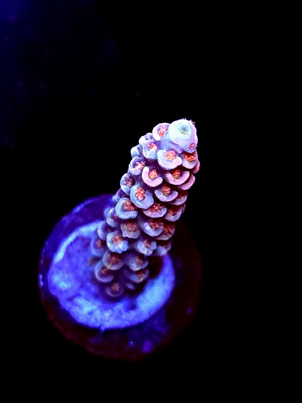 SBB "Sonic Scorch" Acro Medium Branch
