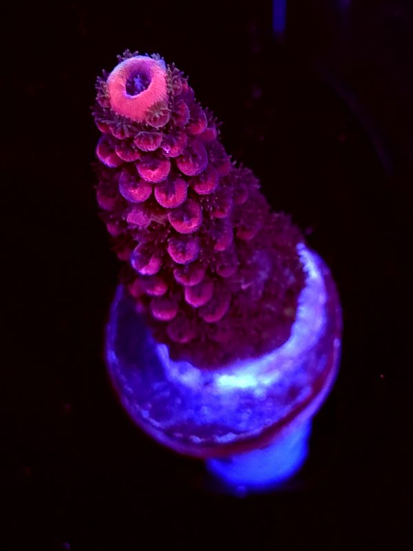 SBB "Purple Tron" Acro Medium Chunk