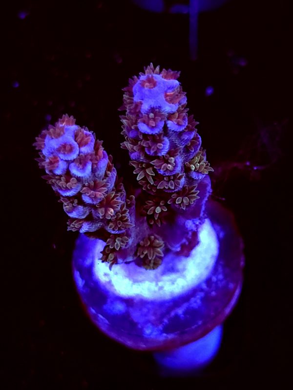 SBB "Angry Turd" Acro Medium 2 Branches