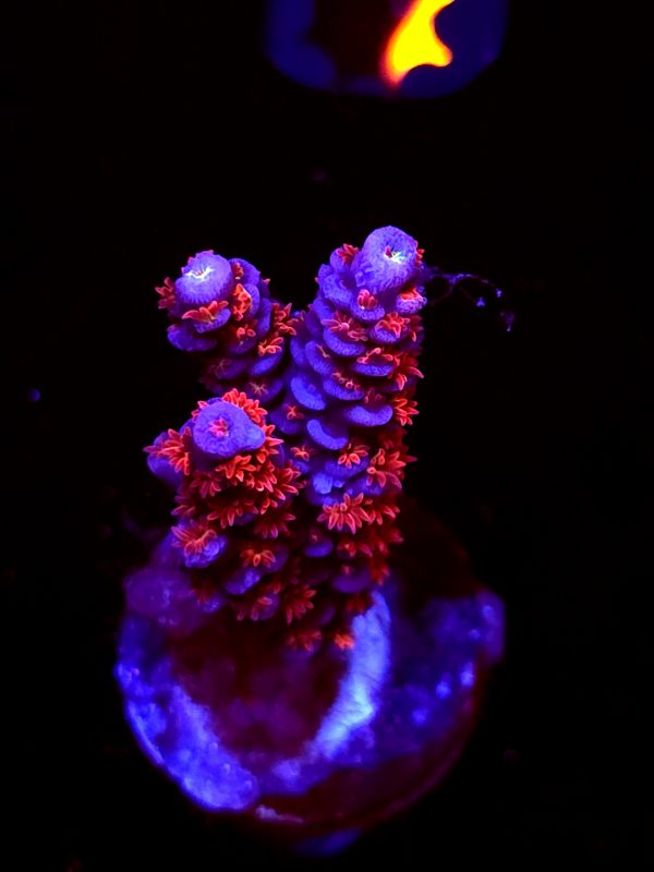 SBB "Kiss Of Death" Acro Medium Branch