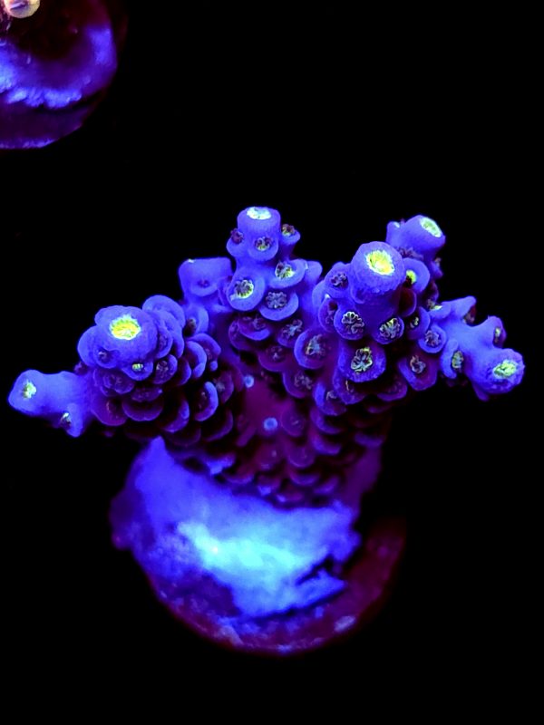 SBB "Fuzz Flare" Acro Medium 2 Branches