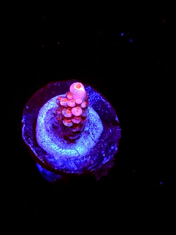 SBB "Pinky & The Brain" Acro Tiny