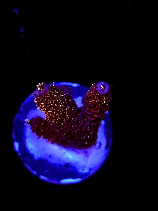 SBB "Fire Dragon" Acro Small 2 Branches