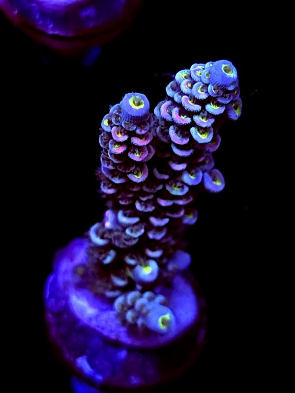 SBB "Jungle Flame" Acro Large 2 Branches