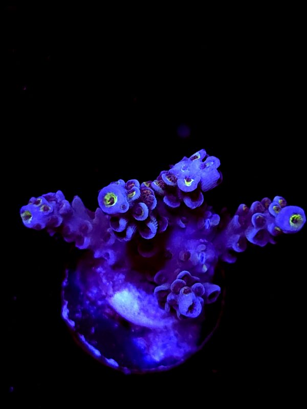 SBB "Toon Machine" Acro Medium Multibranches