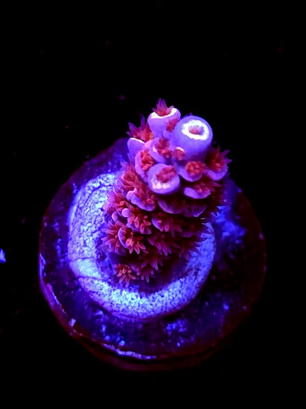 SBB "Jamba Juice" Acro Small Branch