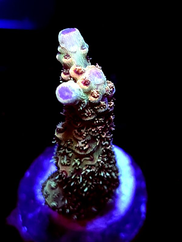 SBB "Fuzzy Inferno" Acro Large Branch