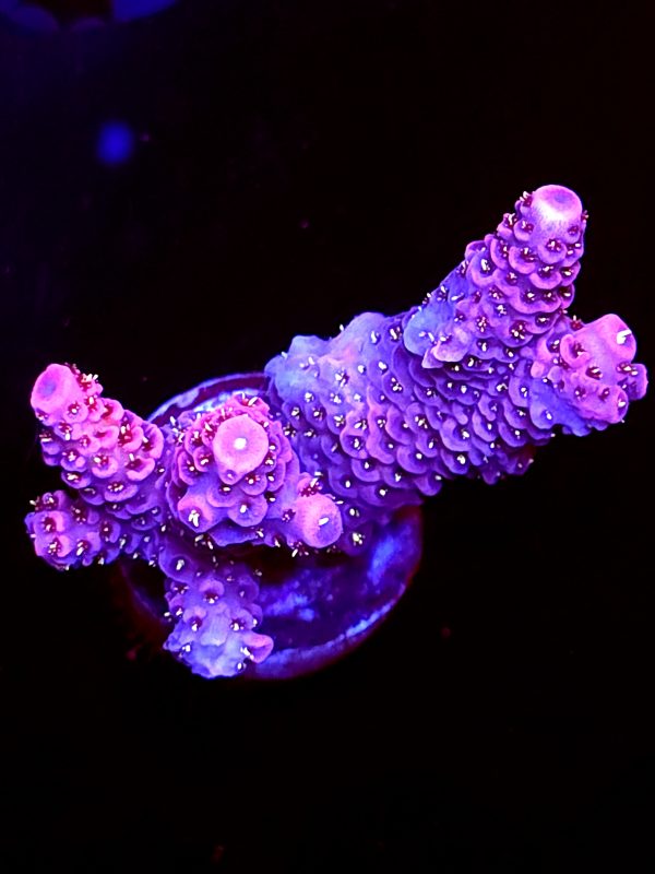 SBB "Fire Dragon" Acro Large Multibranch