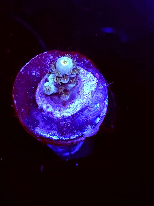 SBB "Mystery Signature" Acro Tiny
