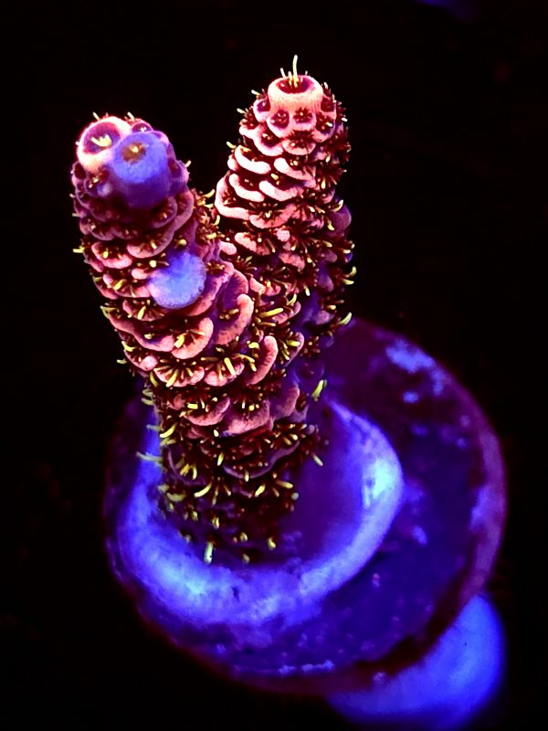 SBB "Earth Shatter" Acro Medium 2 Branches