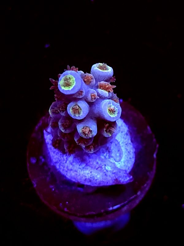 SBB "Sonic Scorch" Acro Small Branch