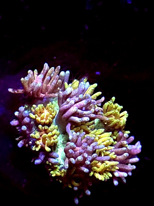 SBB "Glow Heart" Goni Small