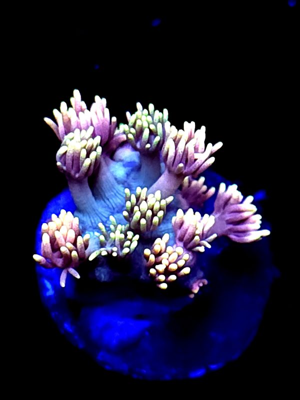 SBB "Star Gazer" Goni Small