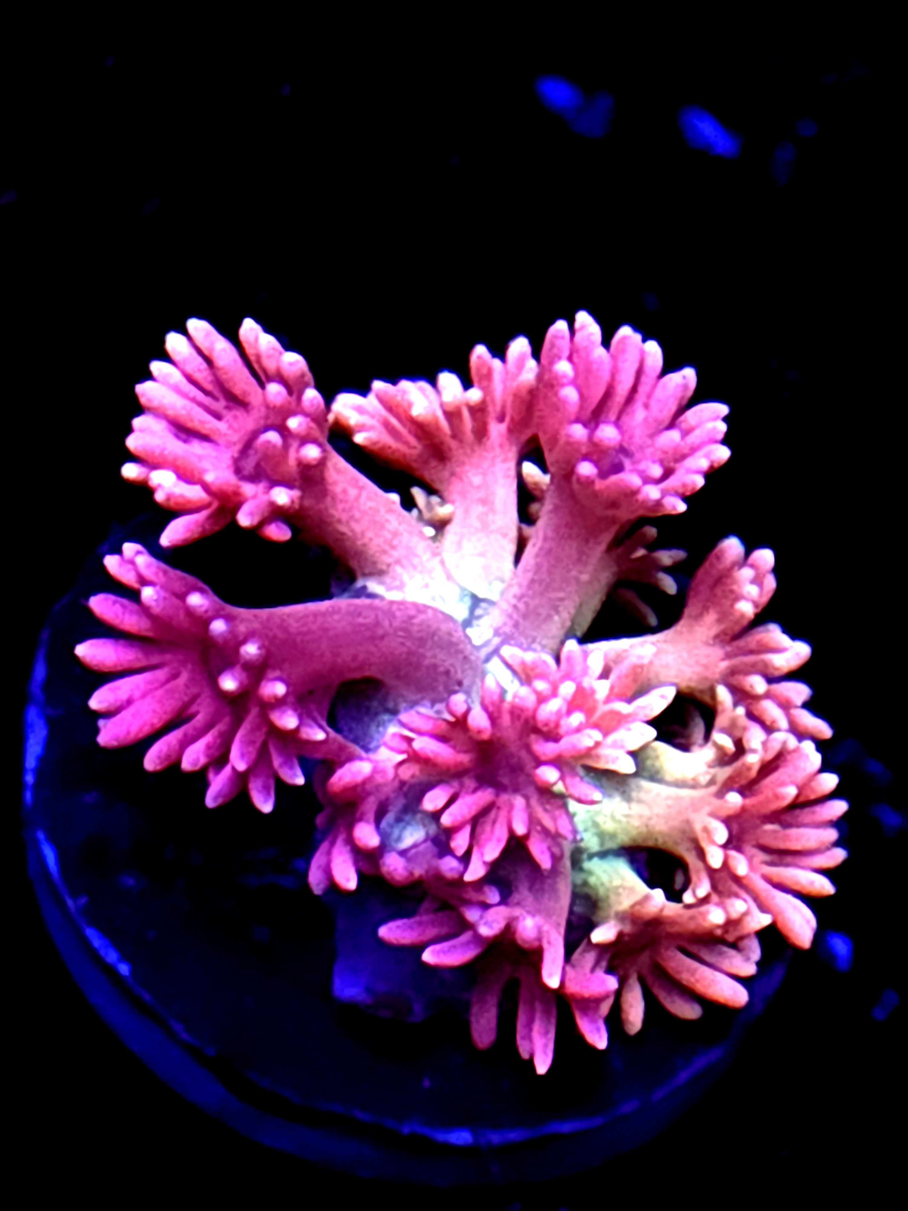 SBB "Fuzzy Wuzzy" Goni Small