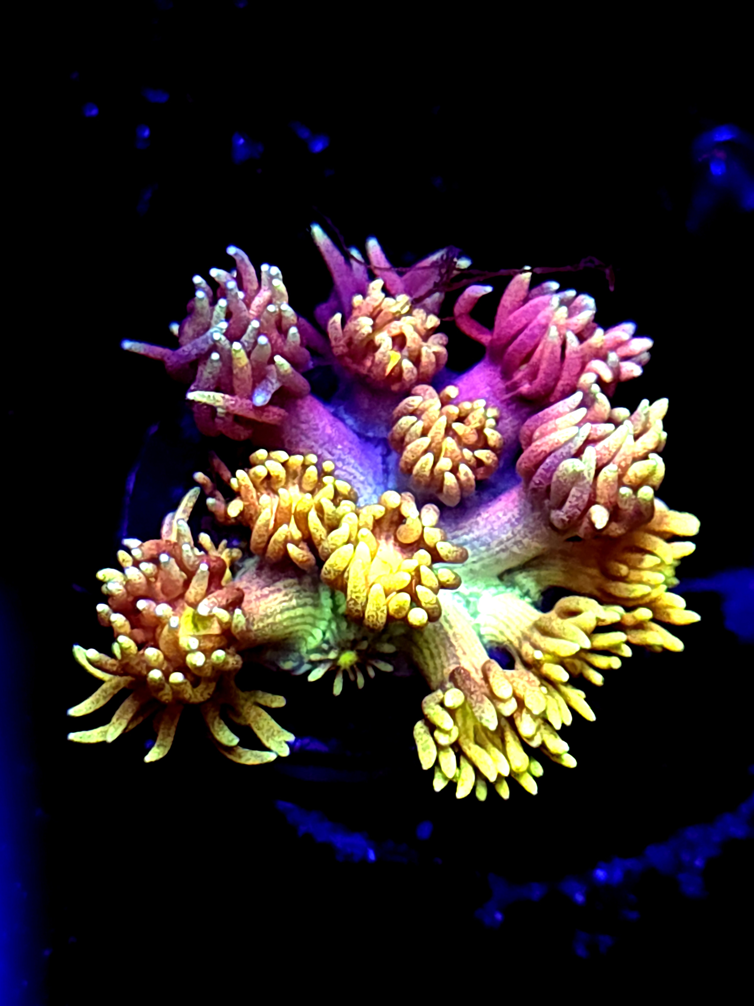 SBB "Mystery Signature" Goni Medium