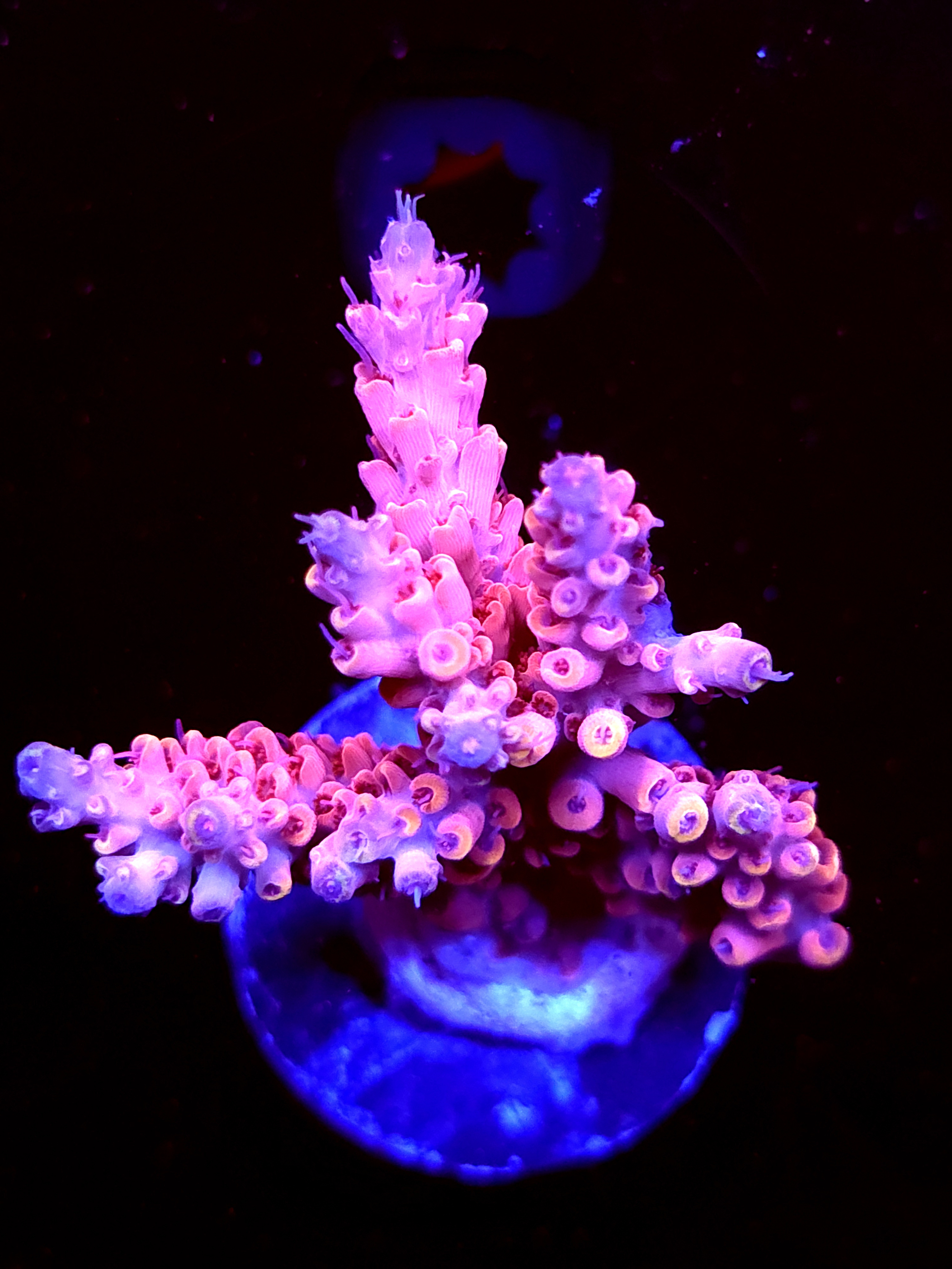 SBB "Red Razz" Acro Medium Multibranch Colony