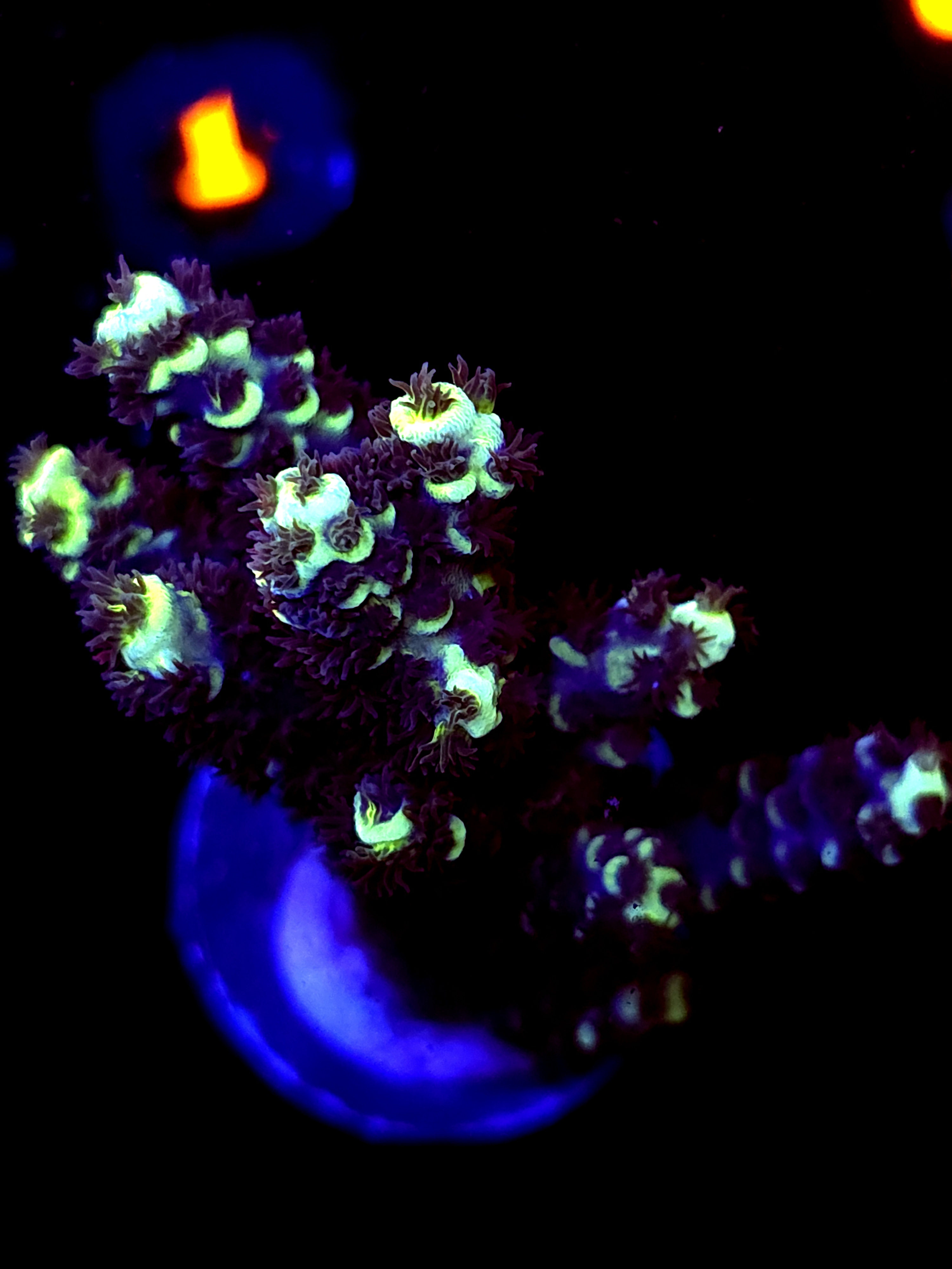 SBB "Bk Chem Frootloops" Acro Medium 3 Branch Colony