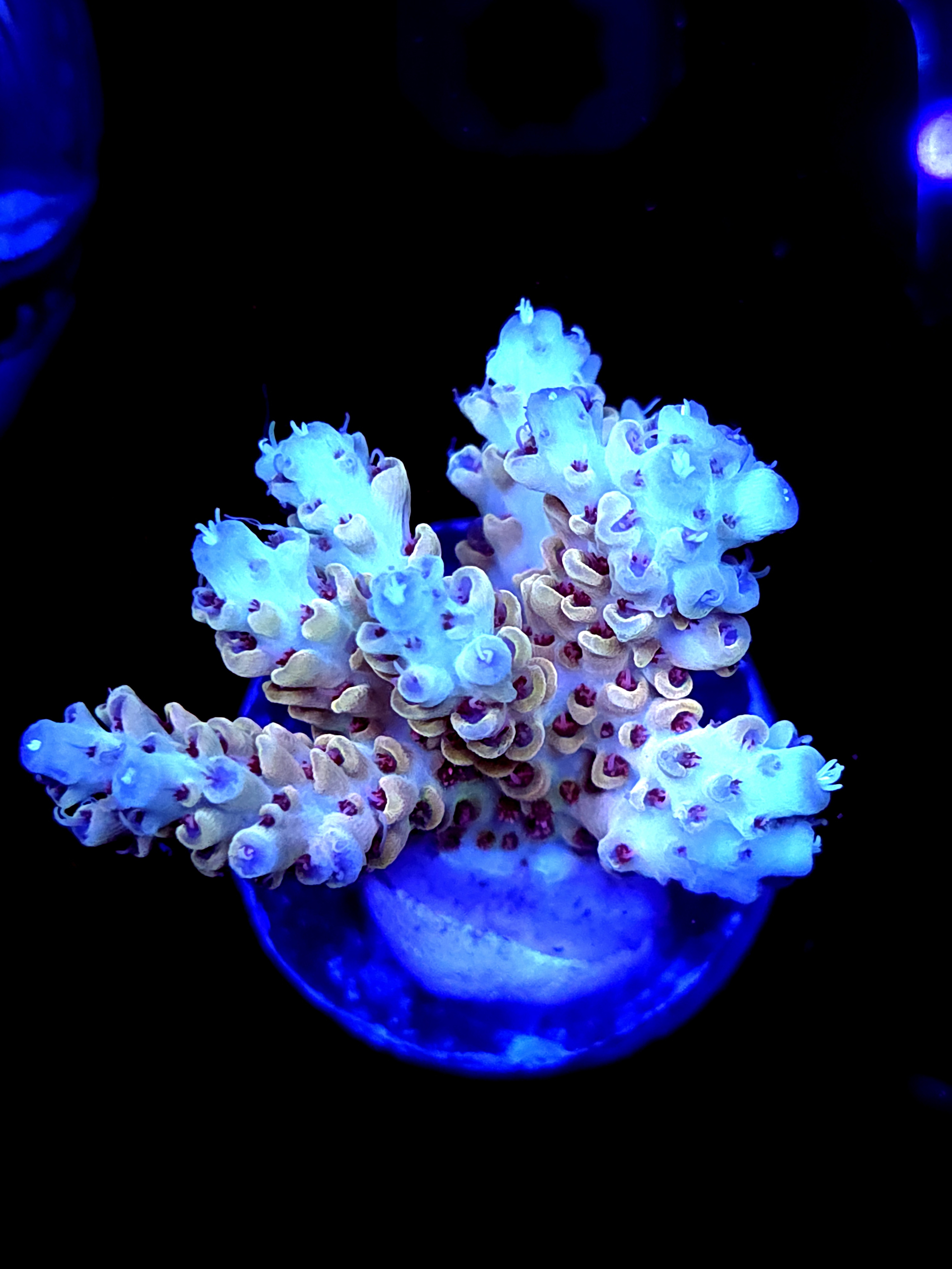 SBB "Cremebule" Acro Medium Multibranch Colony