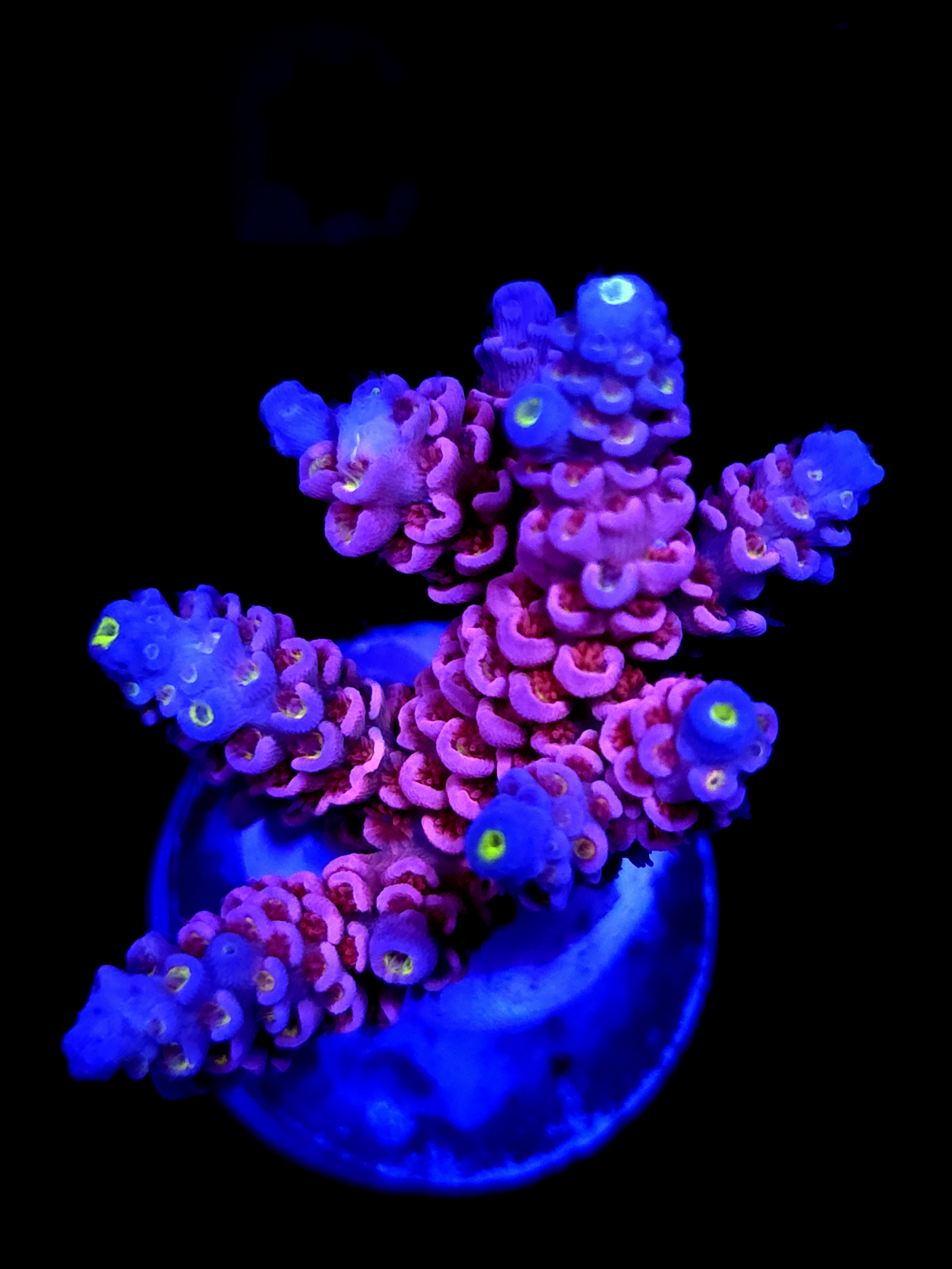SBB "Flame Game" Acro Large Multibranch Colony