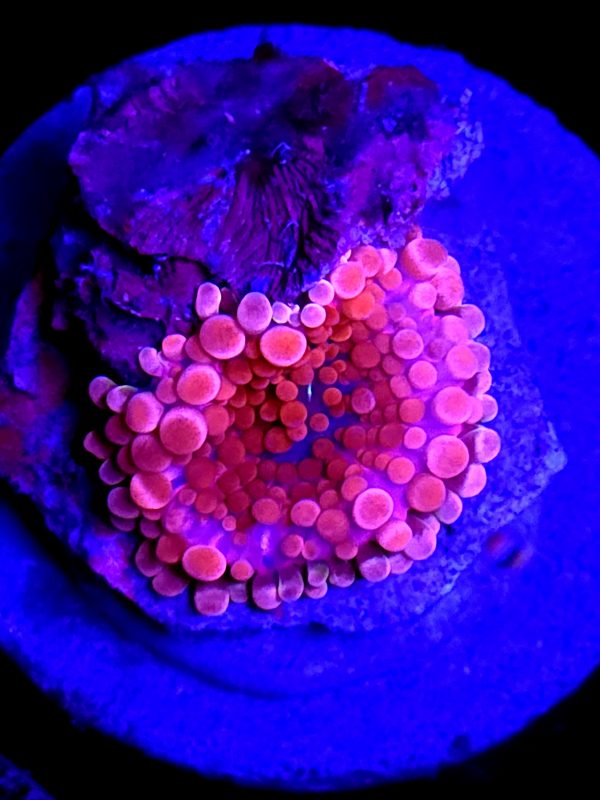 SBB "Pinky and the Brain" Mushroom