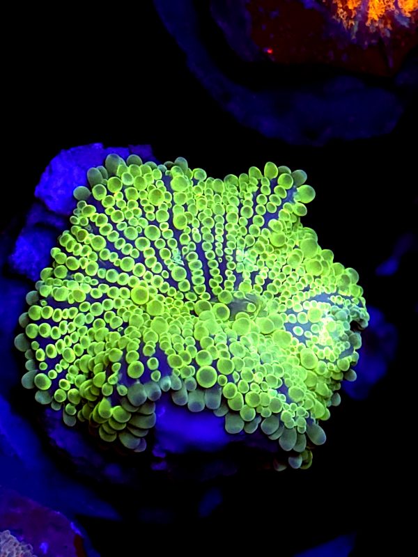 SBB XL Size Mushroom