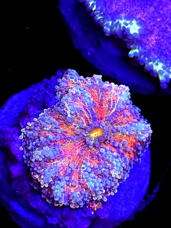 SBB " Rainbow Sunrise" Mushroom