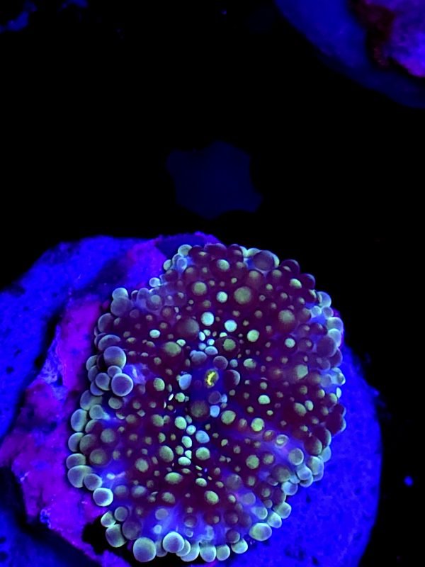 SBB no name Unique Mushroom