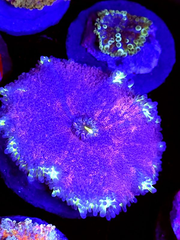 SBB " Purple Dusk" XXL size Mushroom