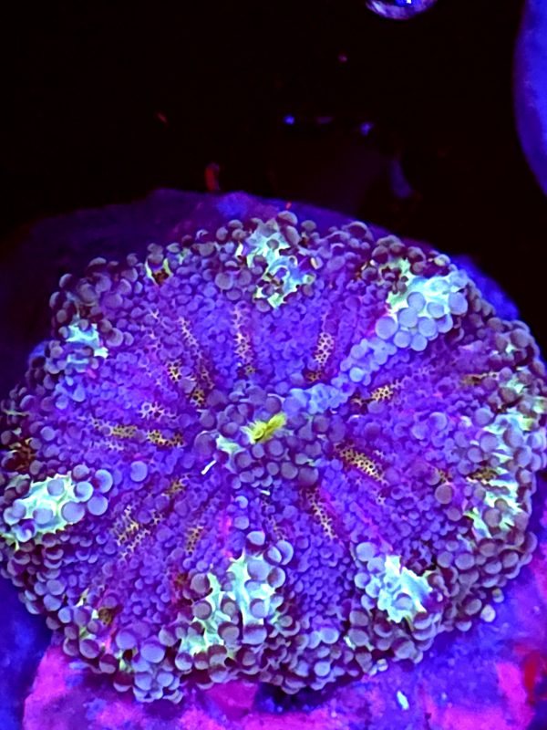 SBB " Purple Graft" Mushroom XL size