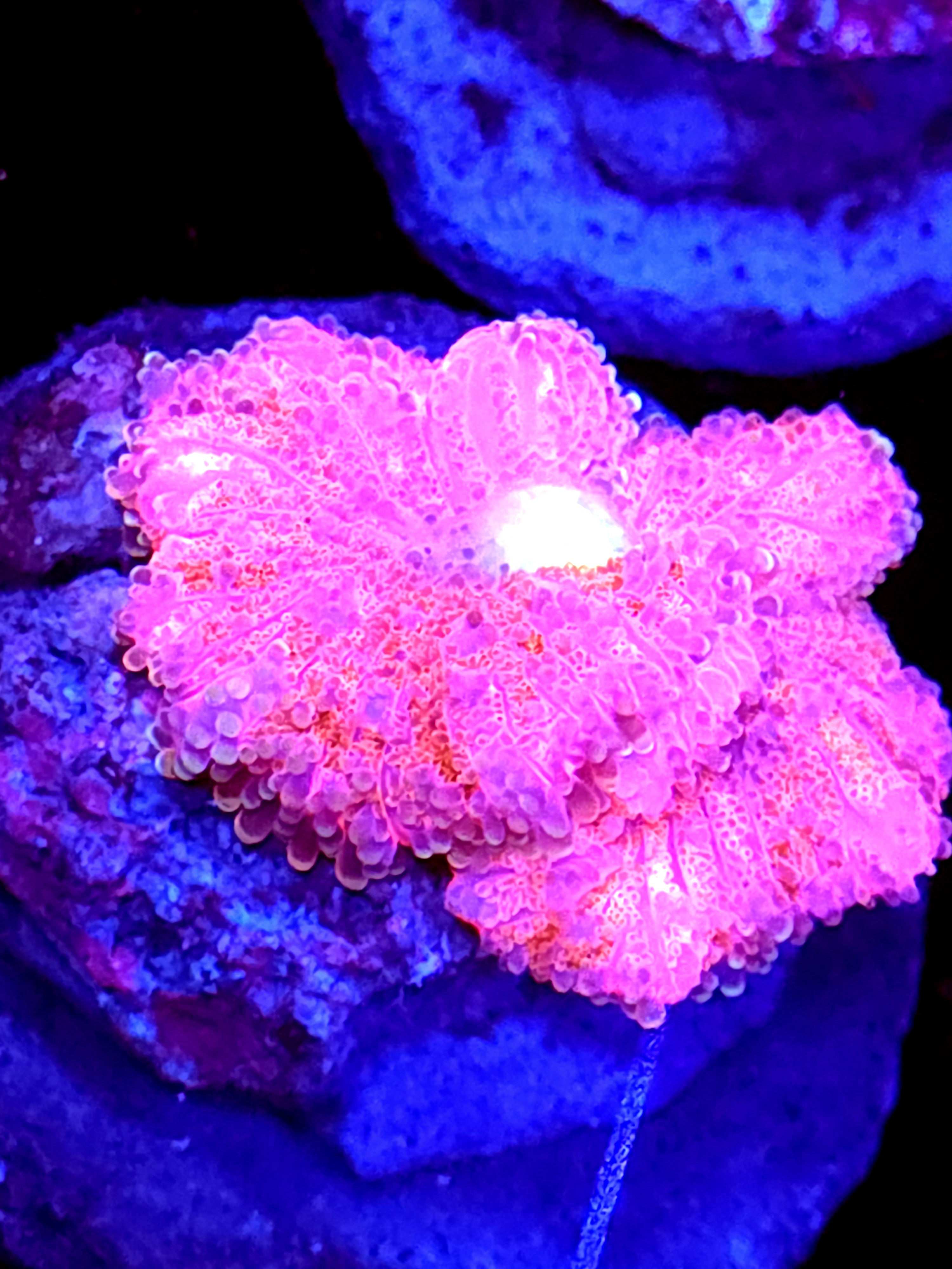 SBB " Rose pink" Mushroom