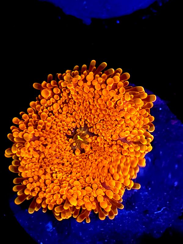 SBB " Orange Bright" XL mushroom