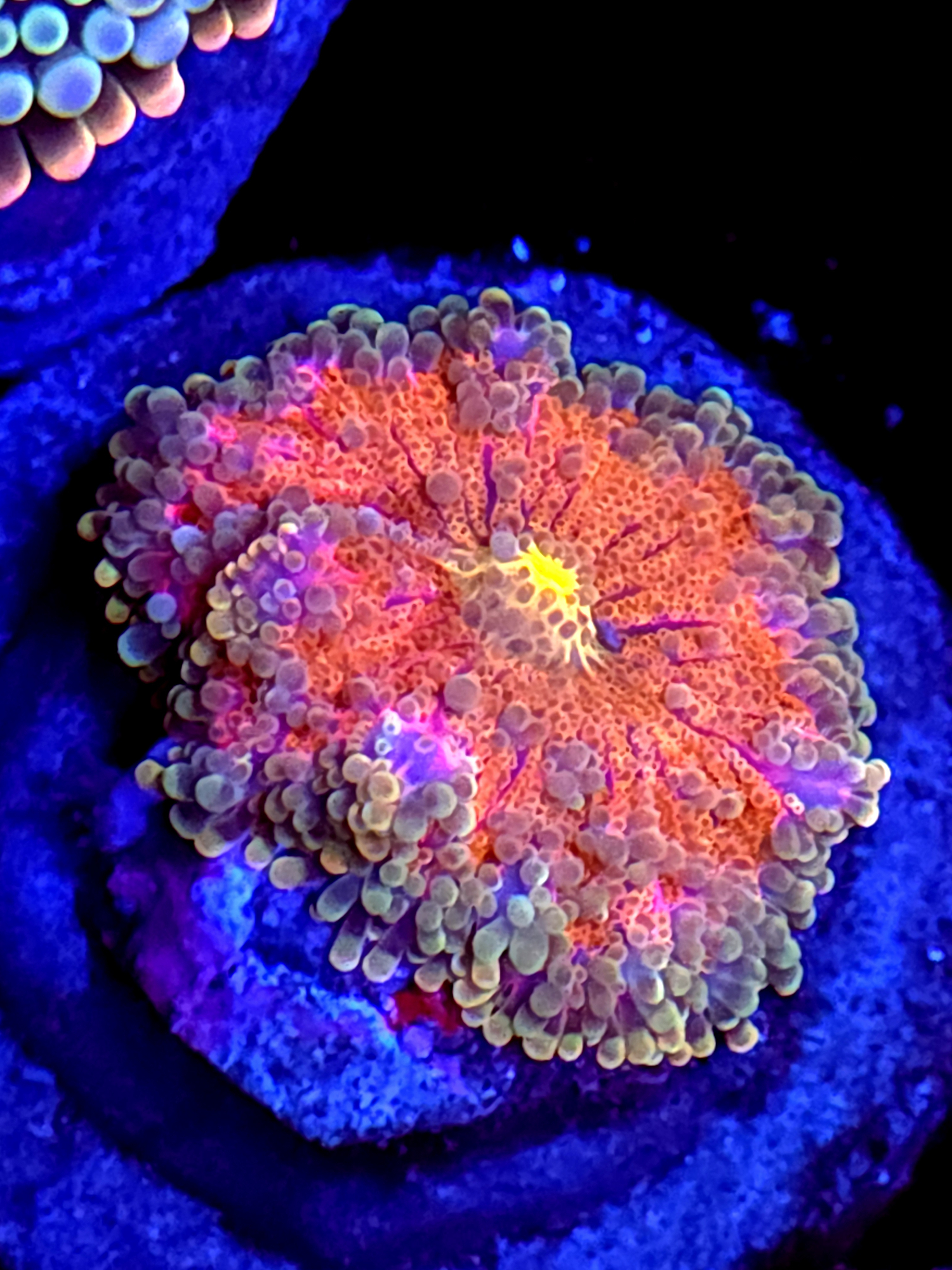 SBB " Pink Sparkle" Mushroom