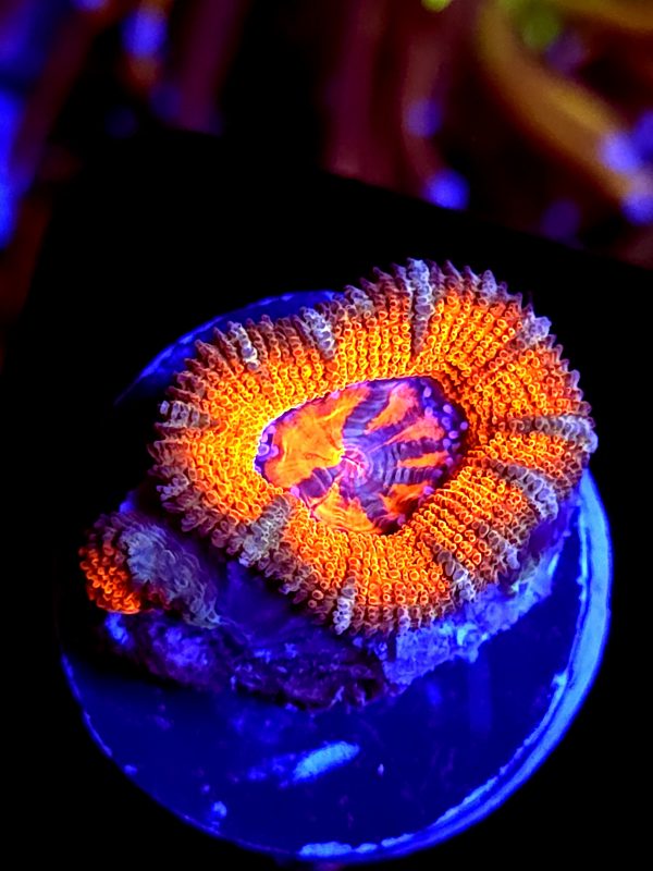 SBB "Orange Jewel" Acan 1 Head + Baby