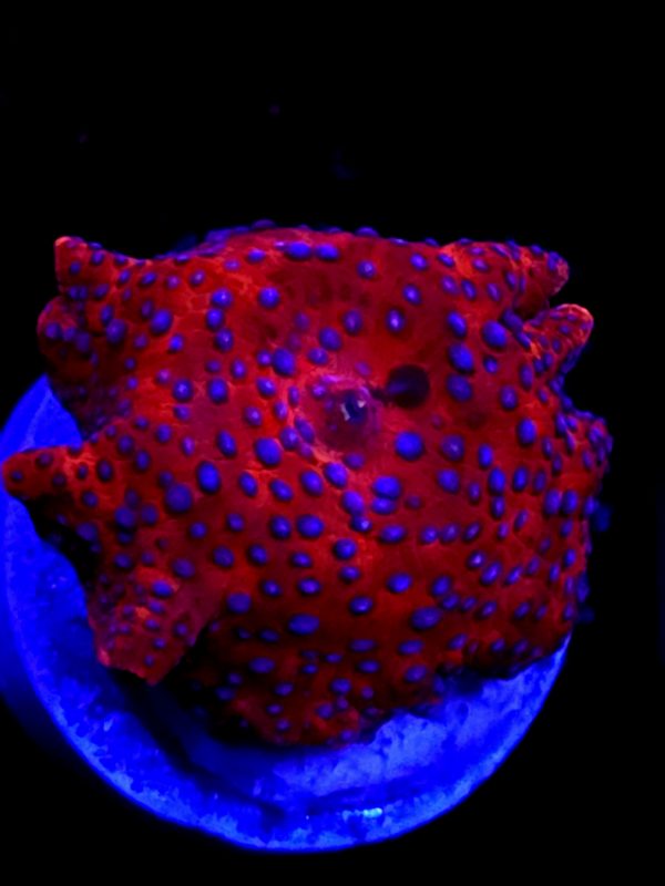SBB "Super Blue Dot" Mushroom Medium