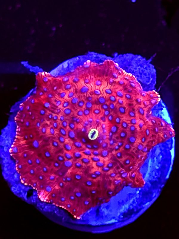 SBB "Super Blue Dot" Mushroom Medium