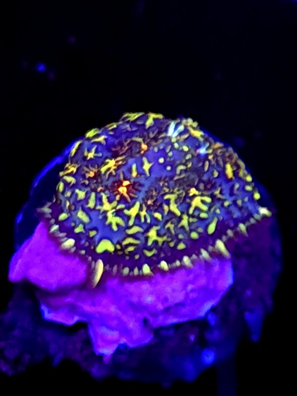 SBB "Ninja Turtle" Mushroom Small