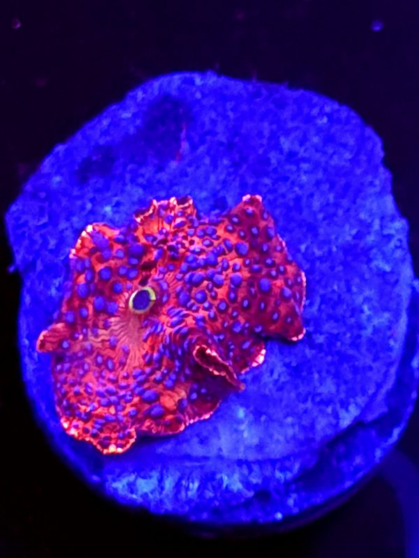 SBB "Super Blue Dot" Mushroom Small