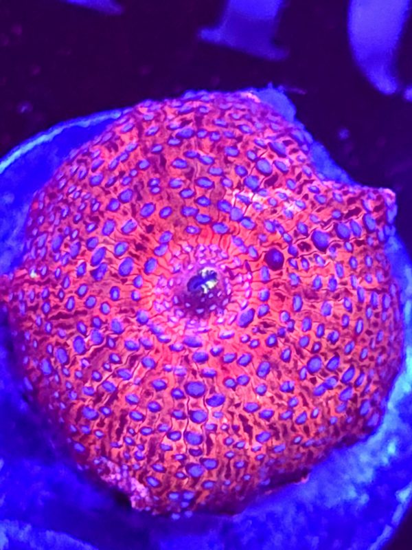 SBB "Super Blue Dot" Mushroom Large